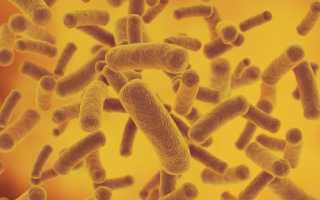Анализ мочи на escherichia coli у женщин, мужчин: нормы, отклонения