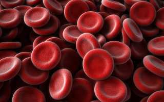 Белковые фракции в анализе крови: что это, расшифровка, норма