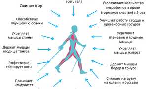 Техника и польза скандинавской ходьбы с палками