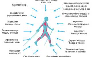 Техника и польза скандинавской ходьбы с палками