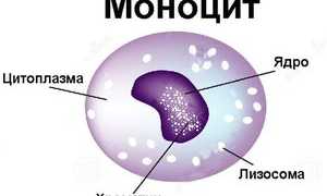 Повышены моноциты у ребёнка, содержание моноцитов 23%