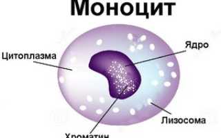 Повышены моноциты у ребёнка, содержание моноцитов 23%