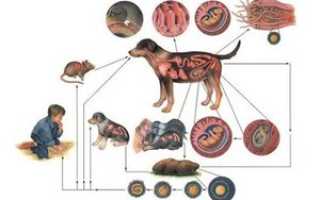 Токсокароз у ребенка: симптомы, лечение и профилактика