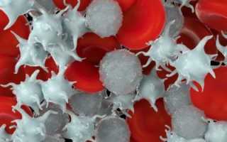 Лейкоциты в крови: что это такое, функции, значение