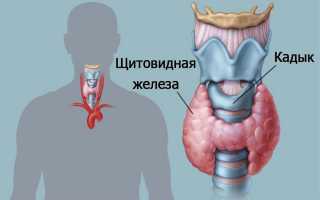 Что является нормой для щитовидной железы