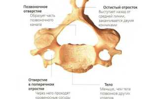 Строение и функции позвоночника