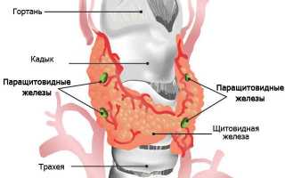 Роль паращитовидной железы в организме