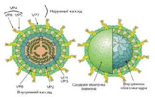 Кал на ротавирус — особенности анализа