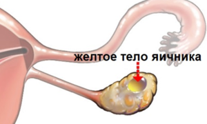 Функции и значение жёлтого тела в яичнике