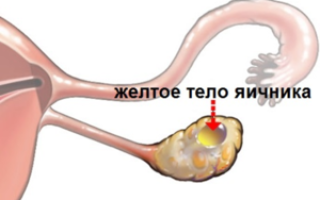 Функции и значение жёлтого тела в яичнике