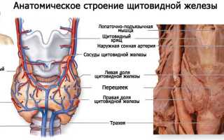 Особенности строения человеческой щитовидки