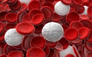 Обозначение лейкоцитов в анализе крови