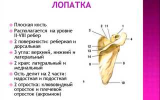 Почему болит под левой лопаткой сзади со спины – особенности диагностики и лечение